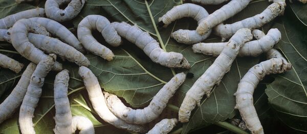 Bichos da seda - Sputnik Brasil