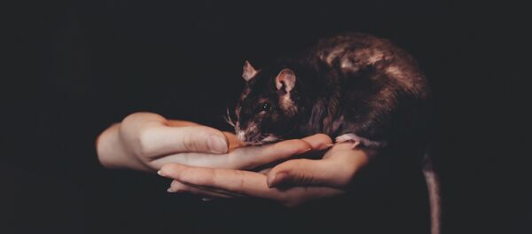 Rato (imagem referencial) - Sputnik Brasil