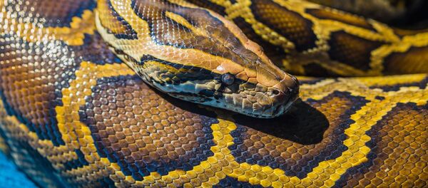 A cobra pitão (foto de arquivo) - Sputnik Brasil