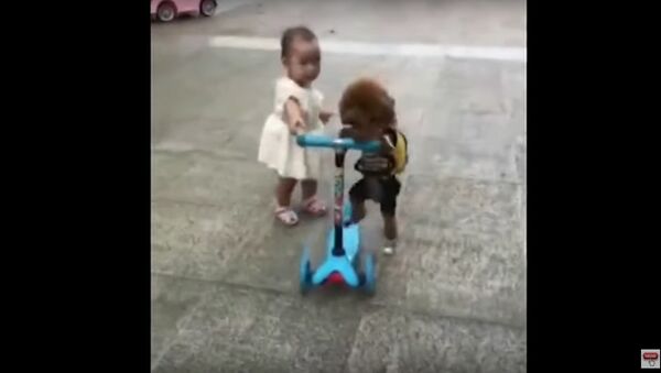 Cachorro 'leva' scooter de uma criança - Sputnik Brasil
