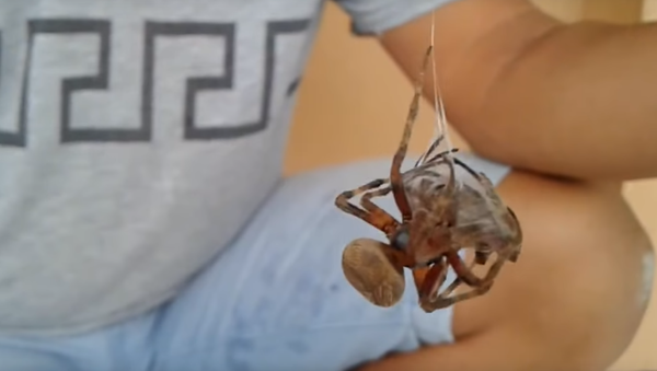 Batalha de aranhas nas Filipinas - Sputnik Brasil