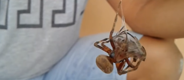 Batalha de aranhas nas Filipinas - Sputnik Brasil