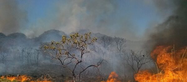 Queimada no Distrito Federal - Sputnik Brasil