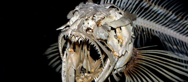 Um monstro da profundeza - Sputnik Brasil