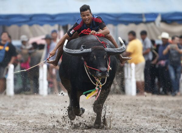 Corrida anual de búfalos na Tailândia - Sputnik Brasil