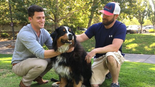 Jack Weaver, left, and his brother in law, Patrick Widen, pose with Izzy, a 9-year-old Bernese Mountain Dog, who belongs to Weaver's parents, Saturday, Oct. 14, 2017, in Windsor, Calif. - Sputnik Brasil