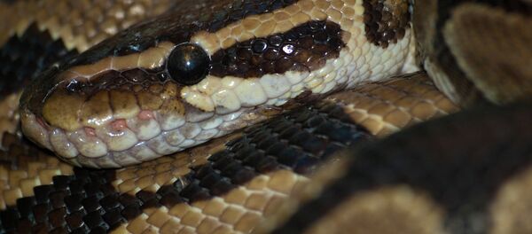 Pitão (foto de arquivo) - Sputnik Brasil