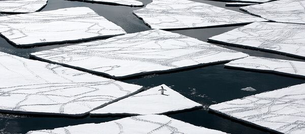 Pinguim-imperador - Sputnik Brasil