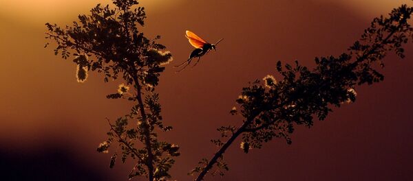 Inseto (imagem referencial) - Sputnik Brasil