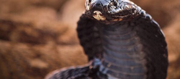 Uma cobra - Sputnik Brasil