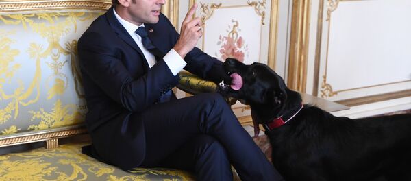 Presidente francês, Emmanuel Macron, com seu cachorro Nemo no Palácio do Eliseu, Paris, 30 de agosto de 2017 - Sputnik Brasil