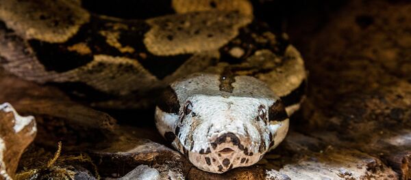 Uma jiboia - Sputnik Brasil