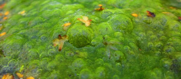 Algas (imagem referencial) - Sputnik Brasil