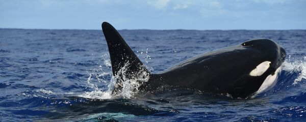 Orca (imagem referencial) - Sputnik Brasil