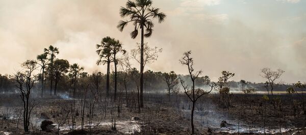Vegetação destruída pelas chamas no Parque Nacional da Chapada dos Veadeiros - Sputnik Brasil