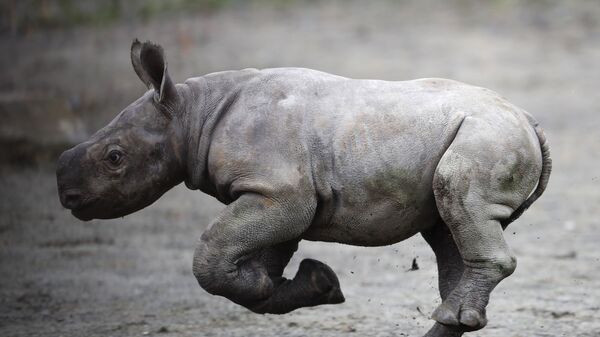 Rinoceronte negro recém-nascido no Jardim Zoológico de Dvur Kralove, República Tcheca - Sputnik Brasil
