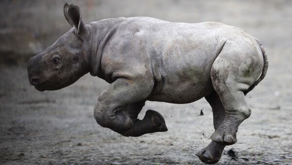 Rinoceronte negro recém-nascido no Jardim Zoológico de Dvur Kralove, República Tcheca - Sputnik Brasil