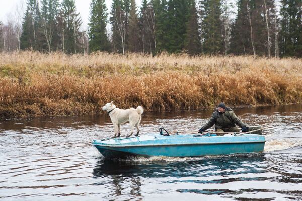 Inspetor do parque nacional russo Vodlozersky navega com cachorro pelo rio Ileksa - Sputnik Brasil
