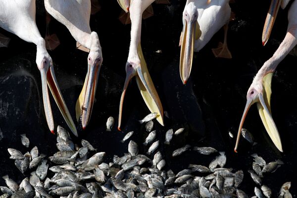 Alimentação de pelicanos em uma represa em Israel - Sputnik Brasil