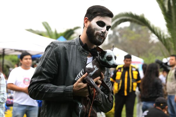 Cara de um focinho de outro? Foto tirada no Peru. - Sputnik Brasil