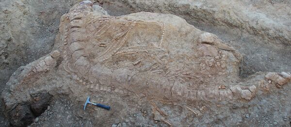 O primeiro ictiossauro da era Jurássica encontrado em território indiano - Sputnik Brasil