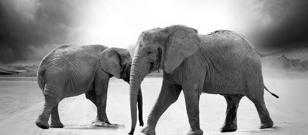 Elefantes - Sputnik Brasil