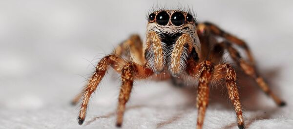 Aranha (arquivo) - Sputnik Brasil