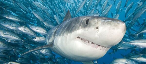 Tubarão (imagem referencial) - Sputnik Brasil