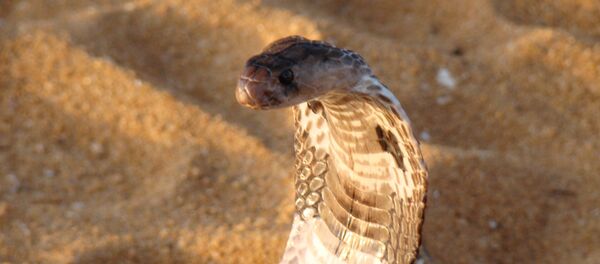 Uma cobra, imagem referencial - Sputnik Brasil