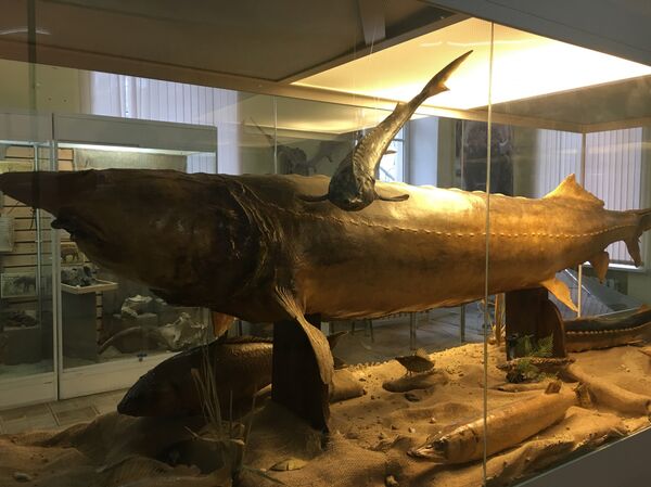 Réplica de um esturjão pescado no rio Don em um dos museus da cidade - Sputnik Brasil