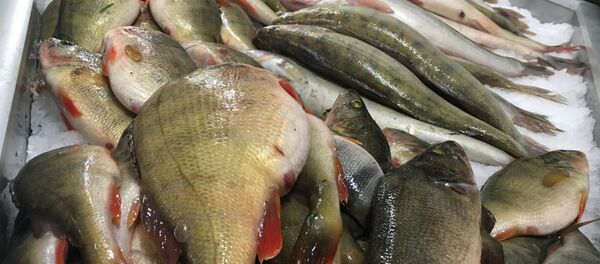 Peixe fresco no mercado central de Rostov-no-Don Peixe fresco no mercado central de Rostov-no-Don - Sputnik Brasil