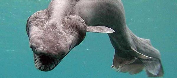 Tubarão - Sputnik Brasil