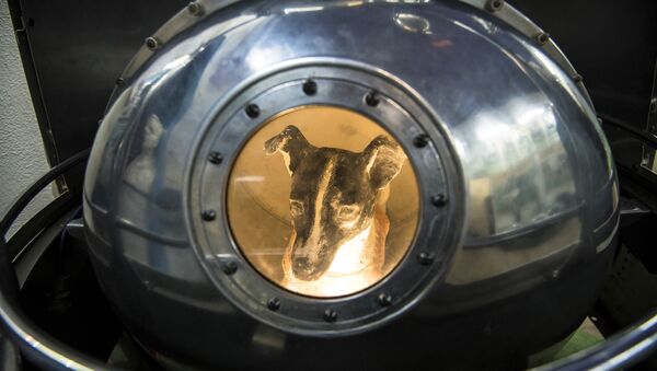 Cão Laika, primeira criatura viva no espaço, dentro da reprodução do satélite Sputnik II, na Casa Central de Aviação e Cosmonáutica em Moscou - Sputnik Brasil