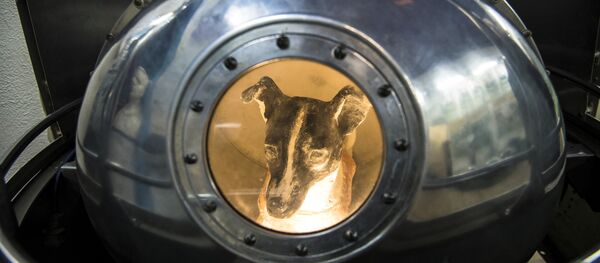Cão Laika, primeira criatura viva no espaço, dentro da reprodução do satélite Sputnik II, na Casa Central de Aviação e Cosmonáutica em Moscou - Sputnik Brasil