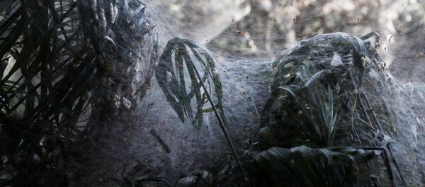 Invasão de aranhas em uma floresta israelense - Sputnik Brasil