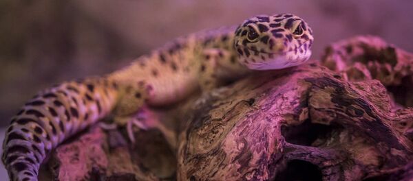 Um lagarto - Sputnik Brasil