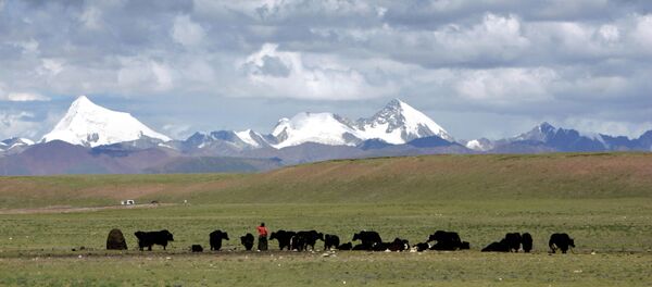 Tibetanos pastando iaques nos campos alpinos de Nagqu, na região autônoma do Tibete, China - Sputnik Brasil