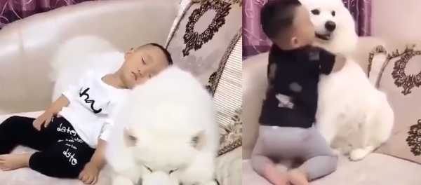 Best Buds: Samoyed and Little Boy Inseparable - Sputnik Brasil