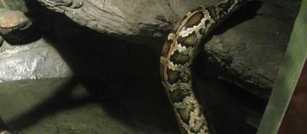 Píton birmanesa - Sputnik Brasil