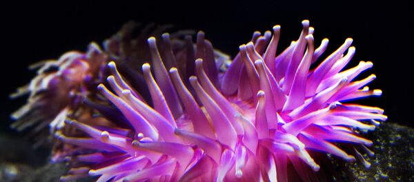 Anêmona-do-mar - Sputnik Brasil