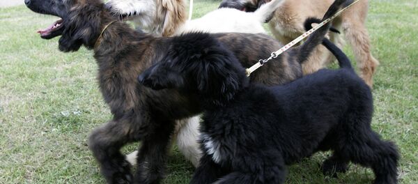 Clones do primeiro cachorro clonado Snuppy em Seul, Coreia do Sul, 2008 - Sputnik Brasil