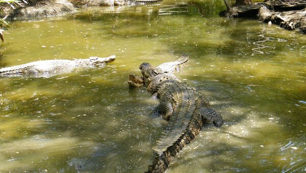 Crocodilos na Austrália - Sputnik Brasil