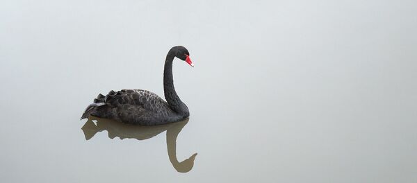 Cisne negro - Sputnik Brasil