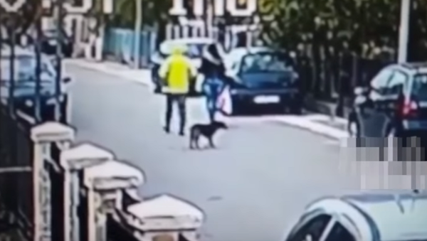Cachorro vadio bravo salva uma mulher do ladrão - Sputnik Brasil