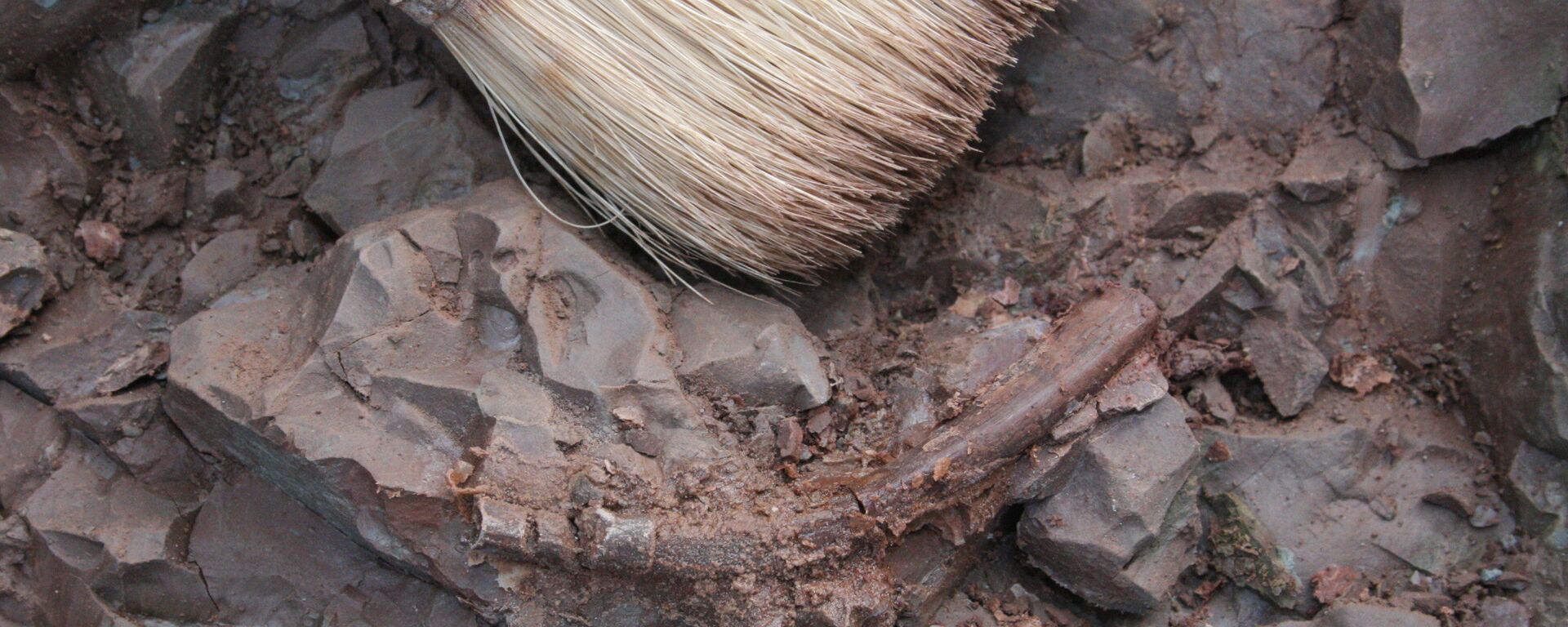 Escovações arqueológicas (imagem referencial) Escovações arqueológicas (imagem referencial) - Sputnik Brasil, 1920, 02.09.2025