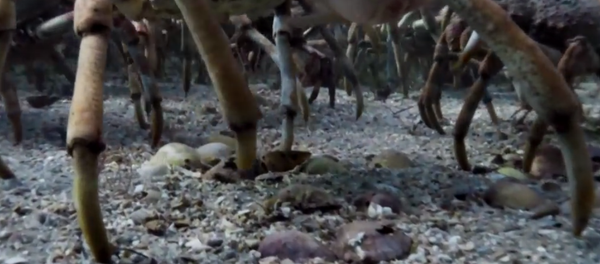 Caranguejos - Sputnik Brasil