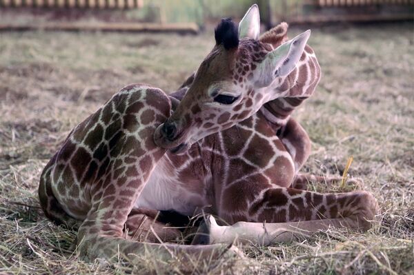 Pequena girafa nasce no Jardim Zoológico de Kaliningrado, Rússia - Sputnik Brasil