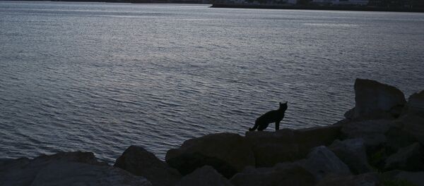 En la base naval Mar del Plata tras la desapación del submarino argentino ARA San Juan - Sputnik Brasil