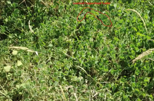 Serpente encontrada em Melbourne, Ausrtália - Sputnik Brasil