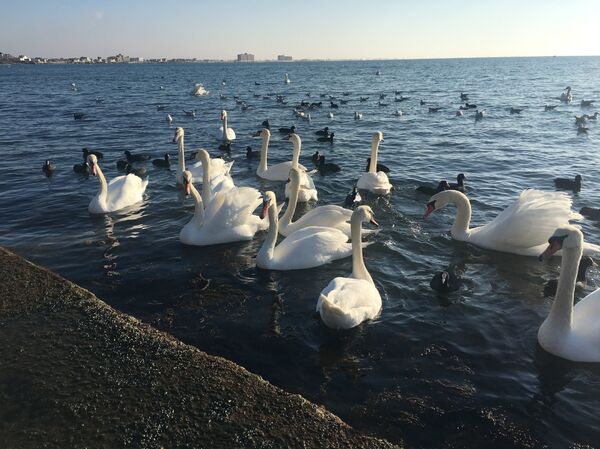 Cisnes no cais Gorky, na cidade de Eupatória - Sputnik Brasil